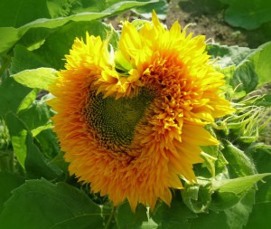 sun-flower-627456_640[1]